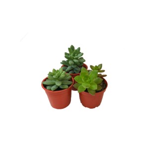 Kit Caixa com 15 Mini Suculentas Sortidas Pt 06